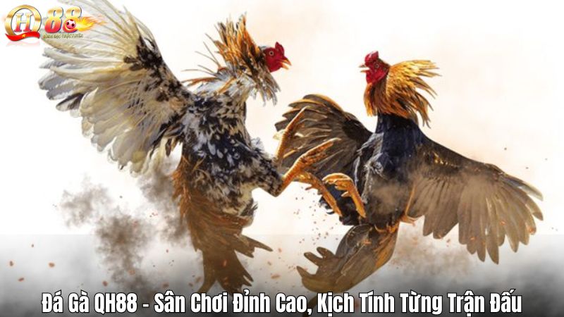 Đá Gà QH88 – Sân Chơi Đỉnh Cao, Kịch Tính Từng Trận Đấu